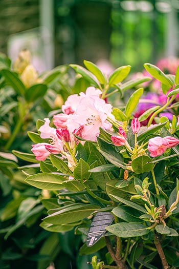 Où et quand planter votre rhododendron ?